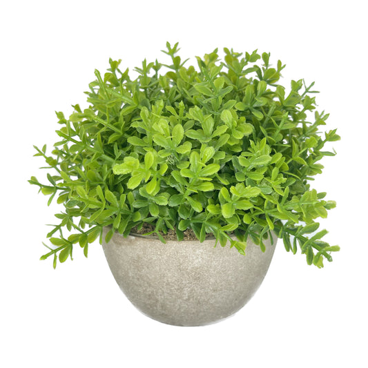 6" (Tall) Evergreen Small Bush Plant with Off White Stone Planter